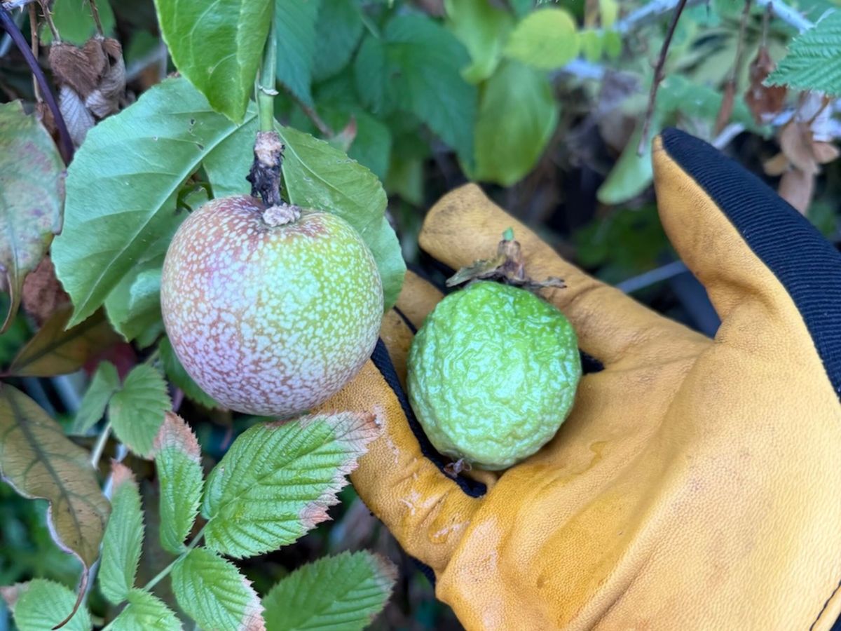 Gardening