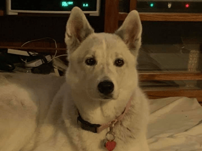 Luna, a white husky with a pink collar, resting at home