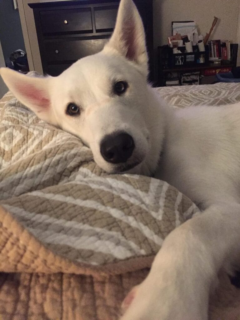 white dog resting chin on a quilted pillow on a bed, looking directly at the camera