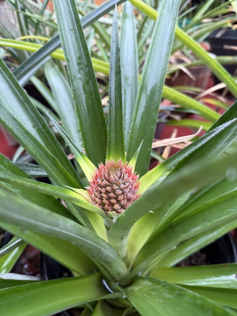 Young pineapple plant with a small developing fruit at the center, surrounded by long spiky green leaves, in a garden setting