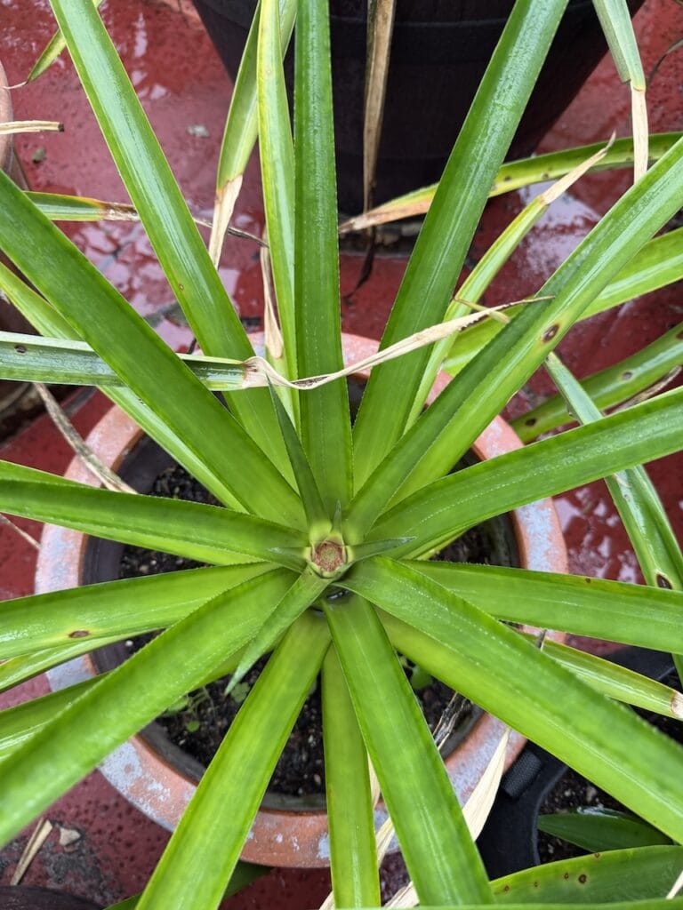 close-up overhead view of a spiky rosette plant in a terracotta pot, some leaf tips dried from frost damage