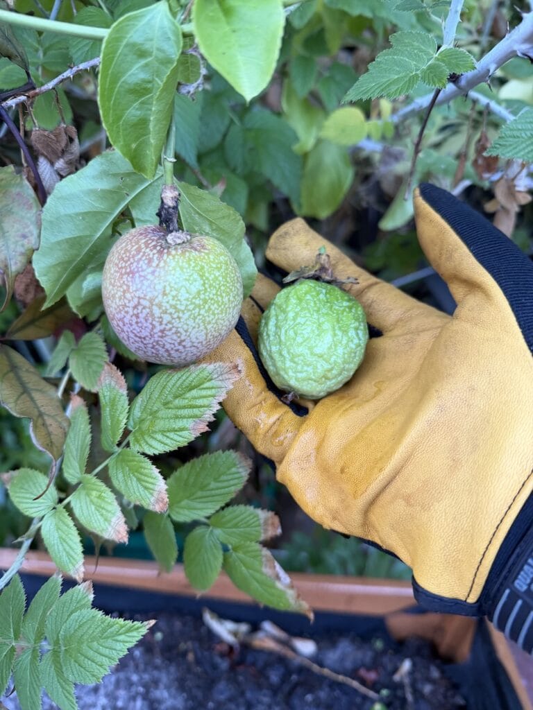 Gloved hand holding two small round fruits on a vine, one brownish-speckled and one green, surrounded by garden leaves