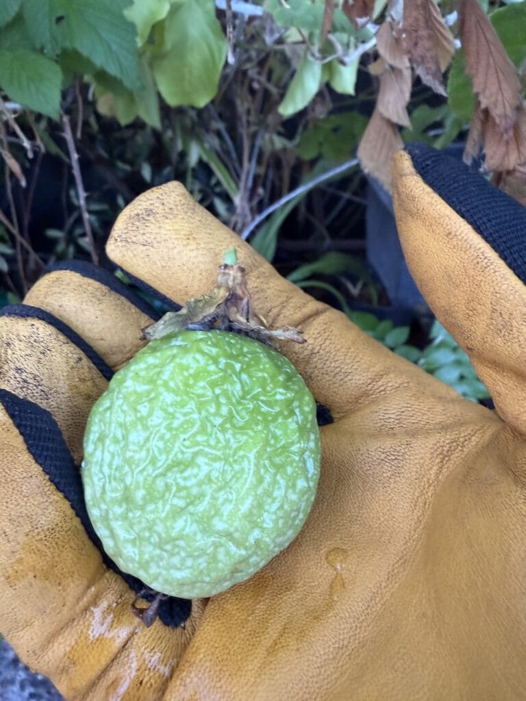 gloved hand holding a small green passion fruit in a backyard garden