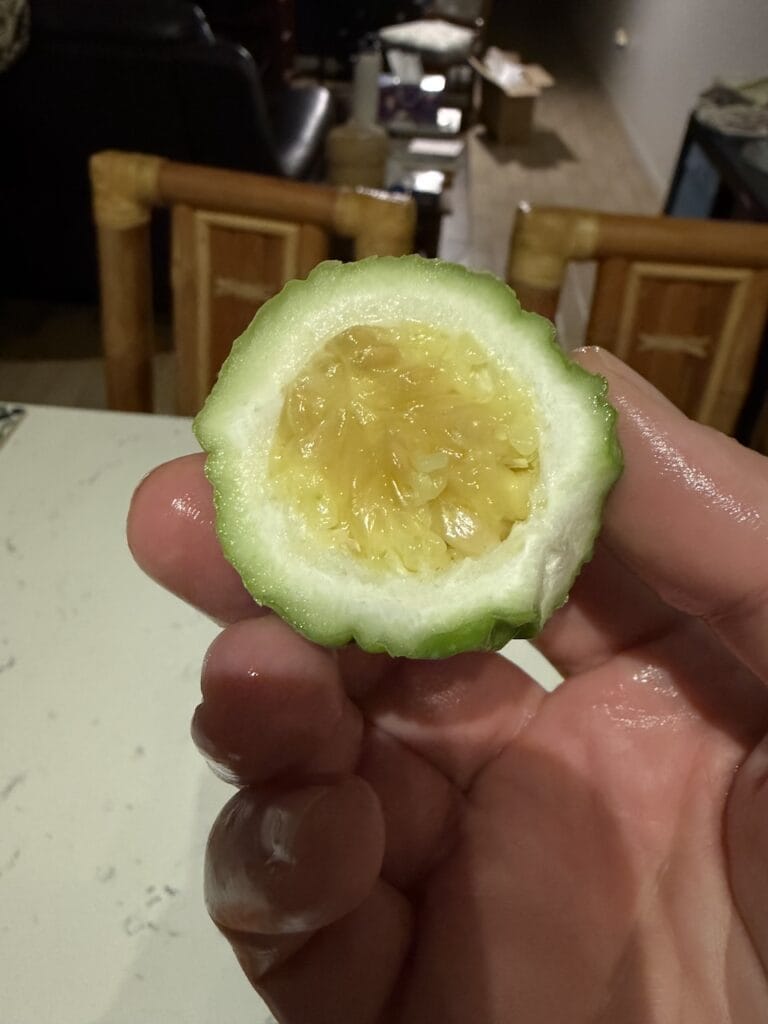 hand holding a small garden cucumber sliced open to reveal yellow-green flesh and seeds
