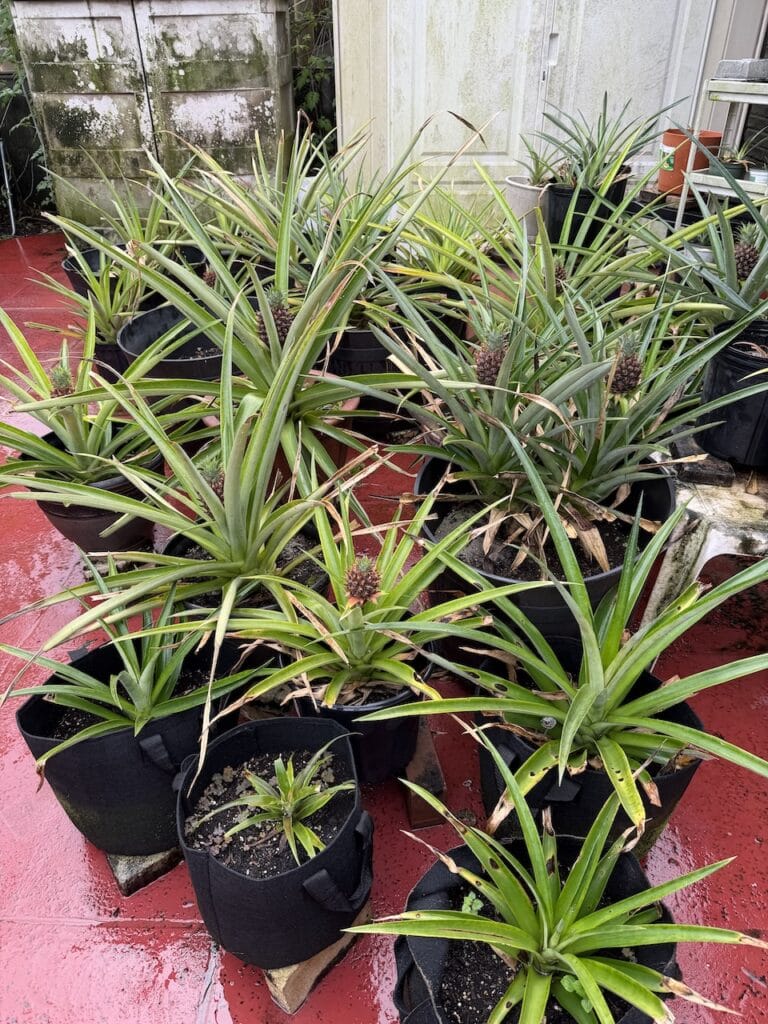 Pineapple plants in black fabric grow bags on a red floor, several with small pineapples forming at the center