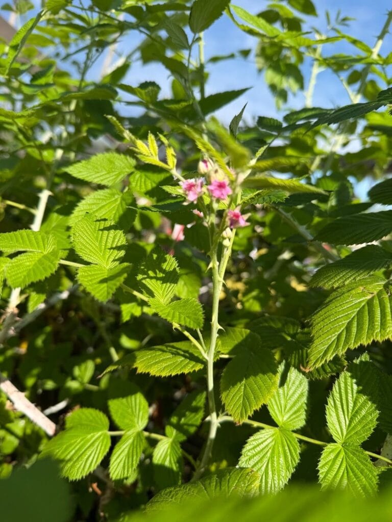 Raspberry cane with small pink blossoms and serrated green leaves in bright sunlight, blue sky in the background