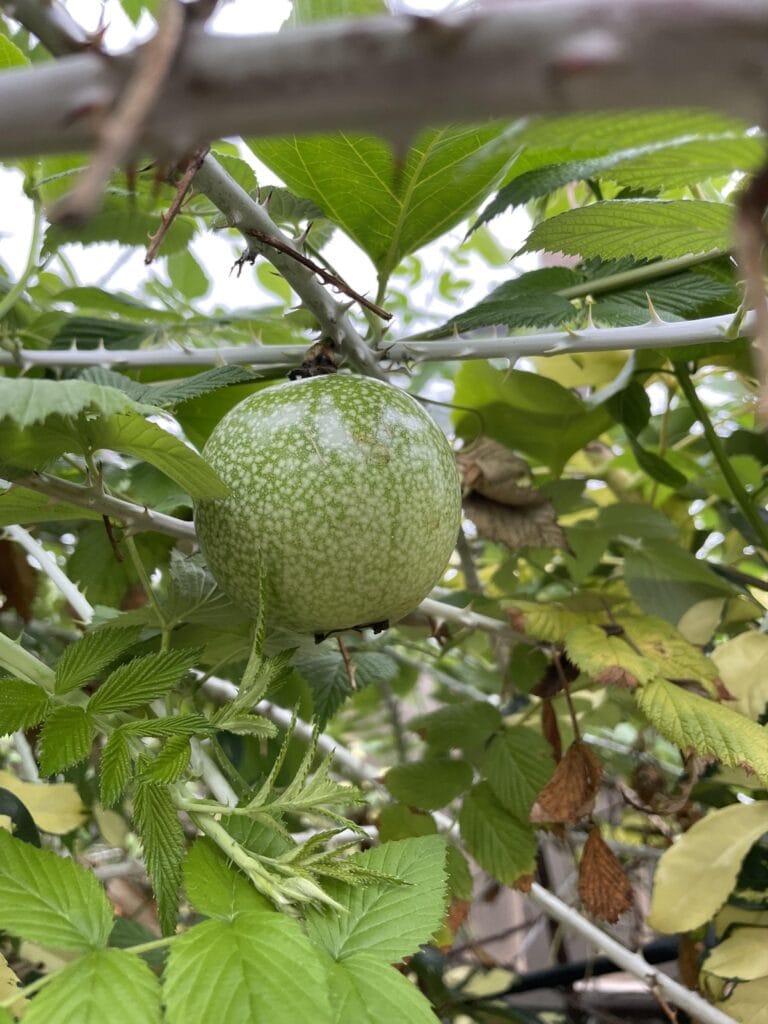 Unripe green passion fruit hanging on a vine among green leaves in a backyard garden