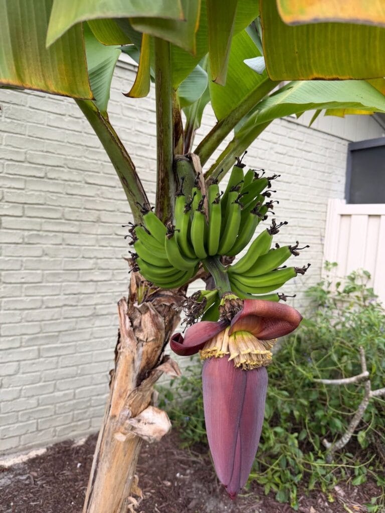 Banana plant with a cluster of small unripe green bananas and a large deep-red banana blossom hanging below, growing against a painted brick wall