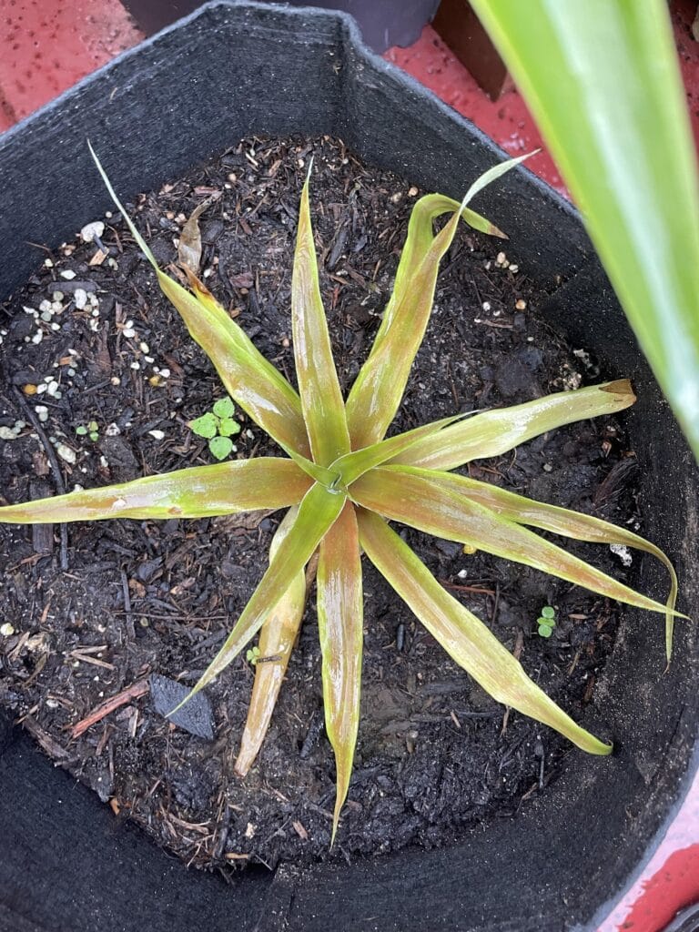 bromeliad rosette with long pointed leaves growing in a black fabric pot filled with dark mulch