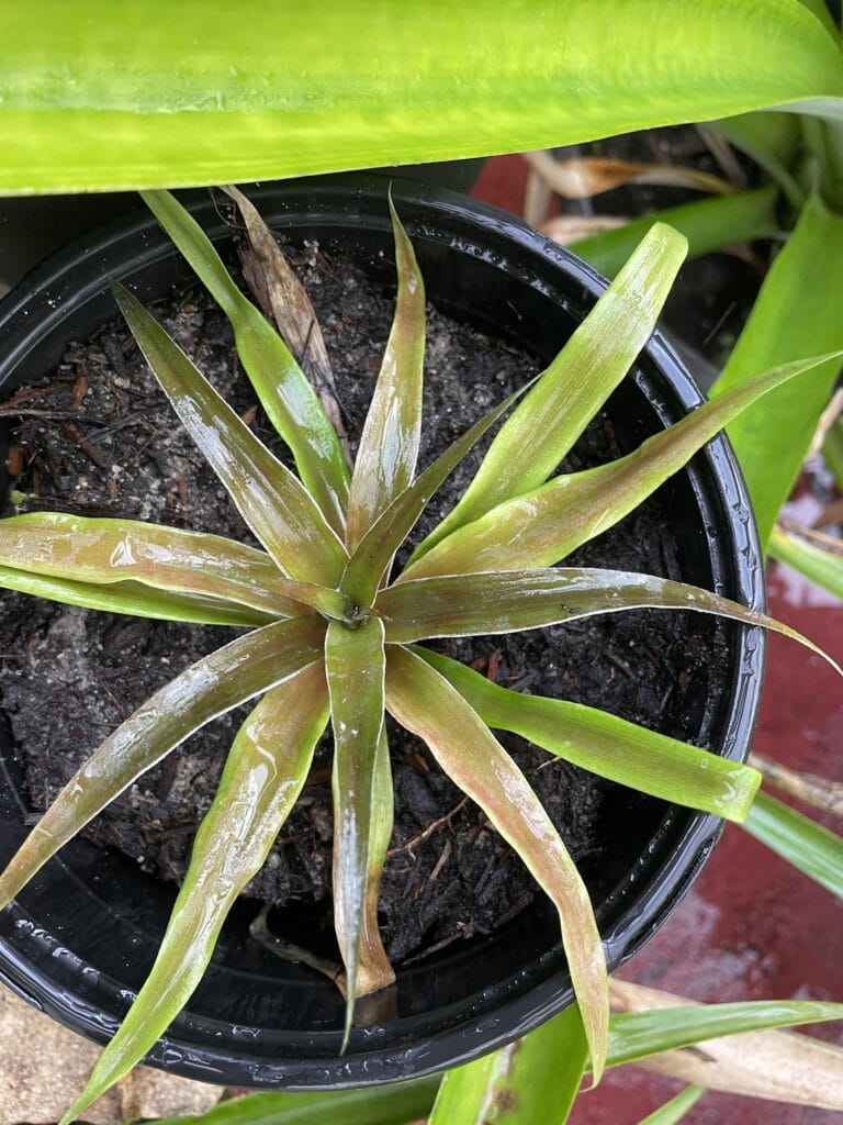 bromeliad rosette in a black plastic pot, wet green leaves radiating outward, viewed from above