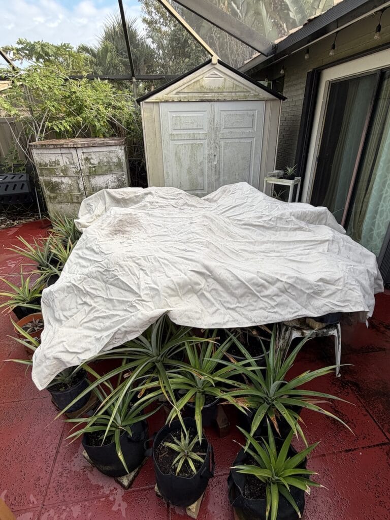 Potted tropical plants grouped on a screened patio with a white frost cloth draped over a table to protect them from cold, a gray storage shed visible in the background