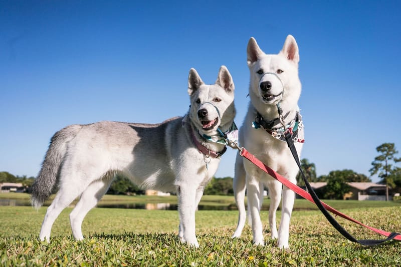 Luna and her son Ghost, two huskies, on leashes outdoors