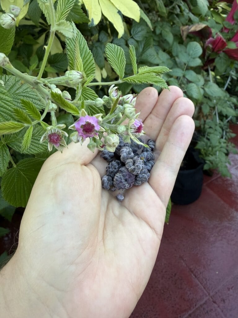 hand holding freshly picked blackberries next to a flowering bramble plant