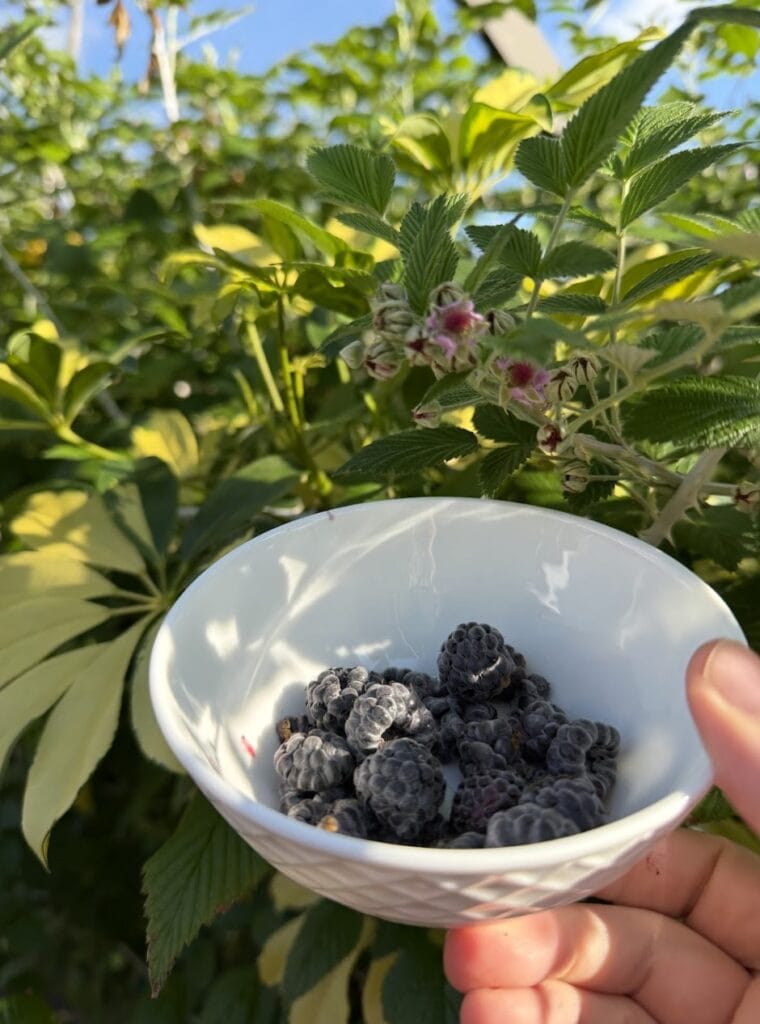 Hand holding a white bowl of freshly picked blackberries in front of raspberry canes in bloom